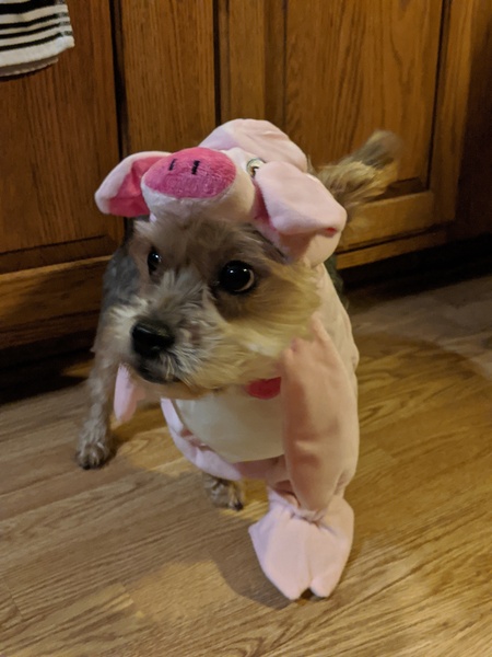 Entry image for Zoey. Clicking this image will show a larger photo