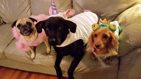 Entry image for Bogey, Bear & Jack . Clicking this image will show a larger photo