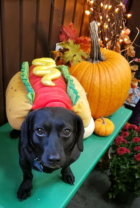 Entry image for Nacho. Clicking this image will show a larger photo