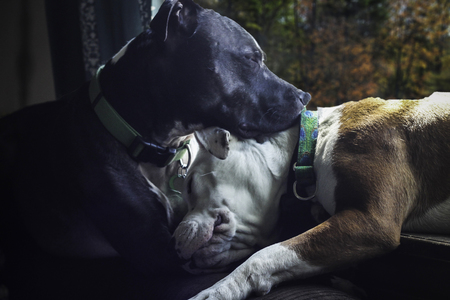 Buster Brown & Akira