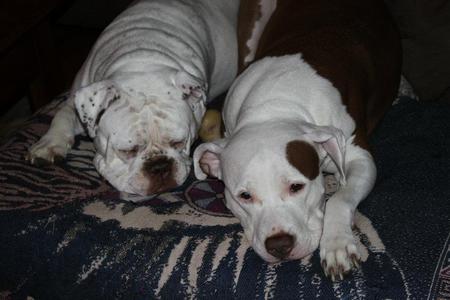 Kane (pit bull) & Lucy (old english bull)