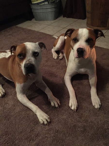 Duke and buddy