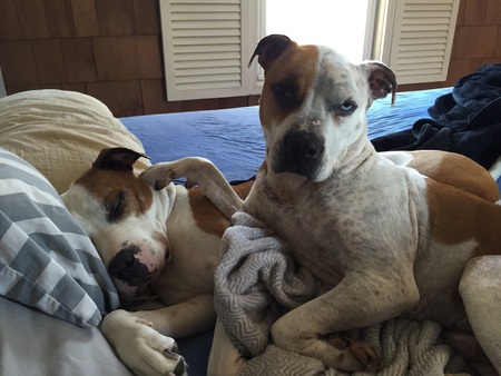 Duke and buddy