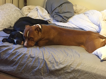 Blue & Flea