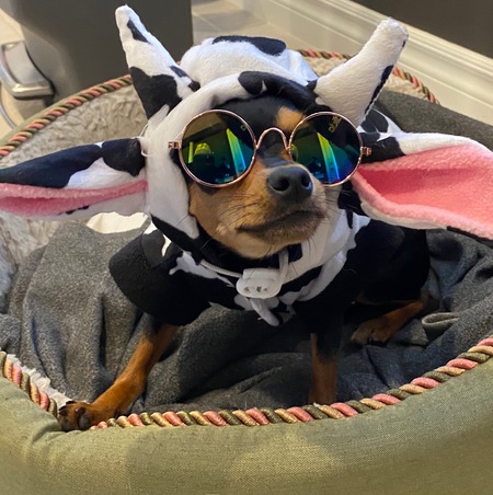 Zoey moo cow cool girl 