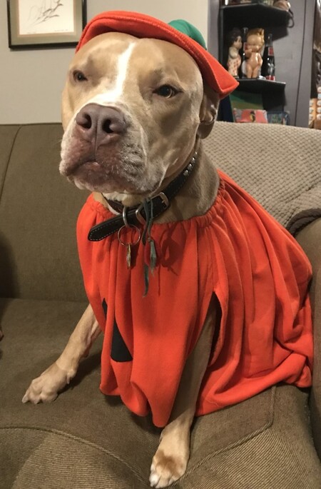 Buddy