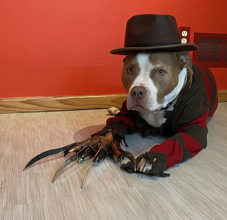 Maximus 