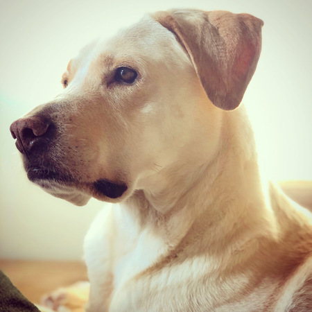 Owen