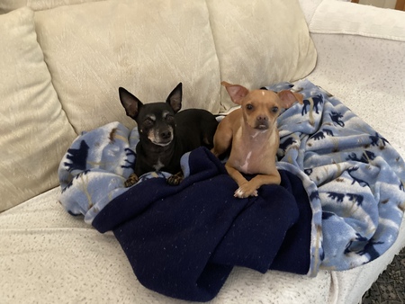 Sammy & Toby 