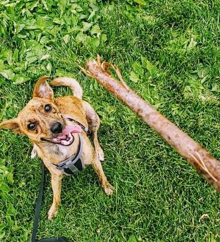 Dobby