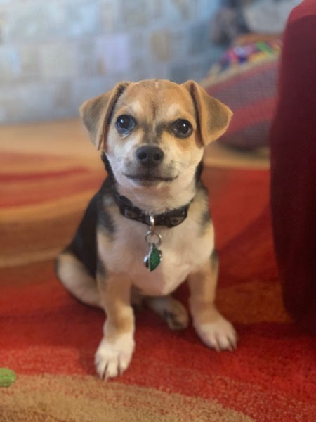 Harley