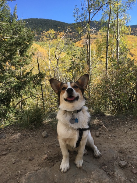 Zeke