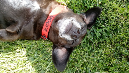 Mookie