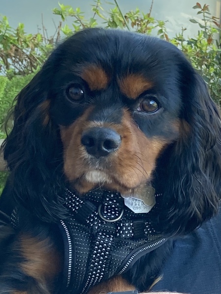Cosmo 