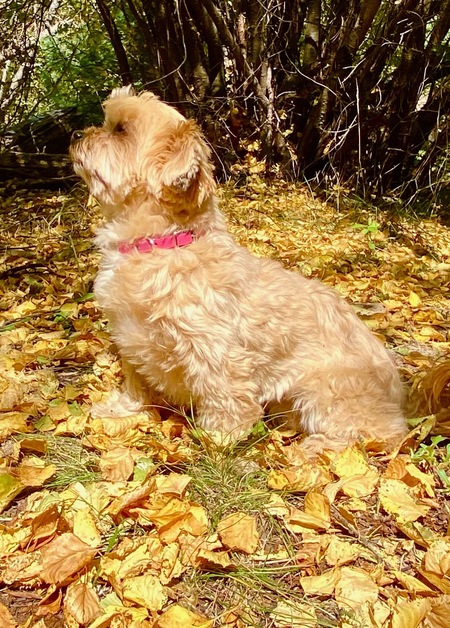 Sadie