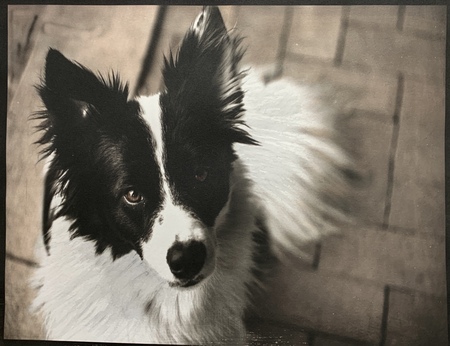 Maxwell (Max) Borgi