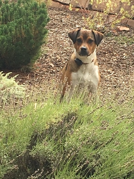 Takoda