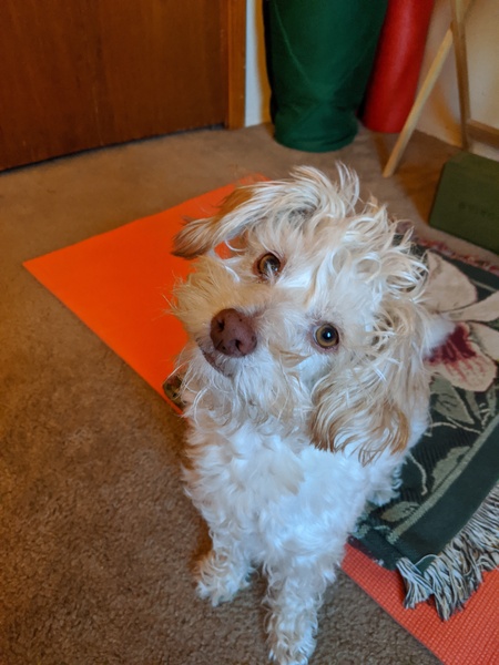 Bodhi 