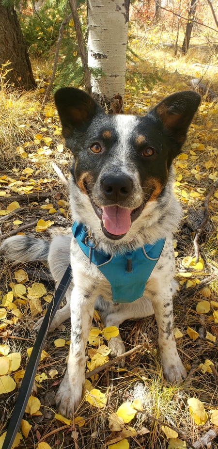 Jasper