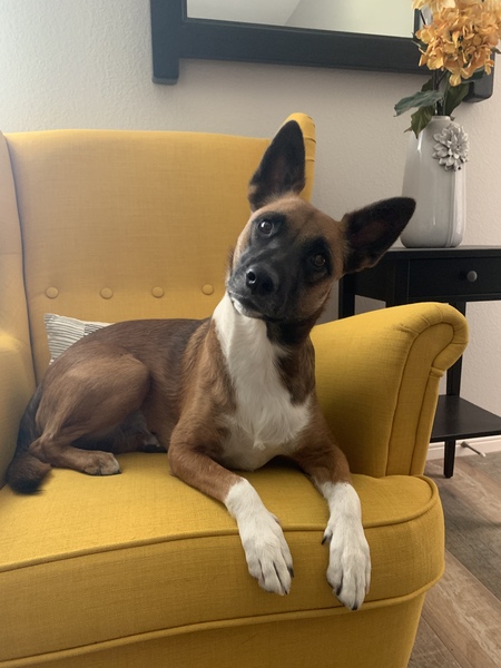 Stella