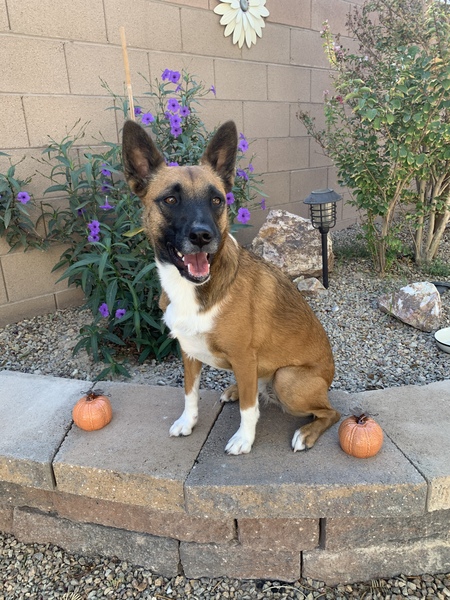 Stella
