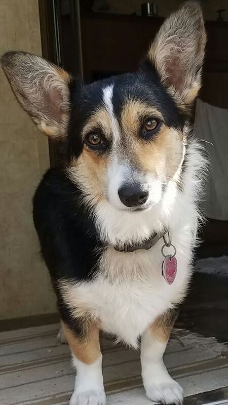 Gypsy