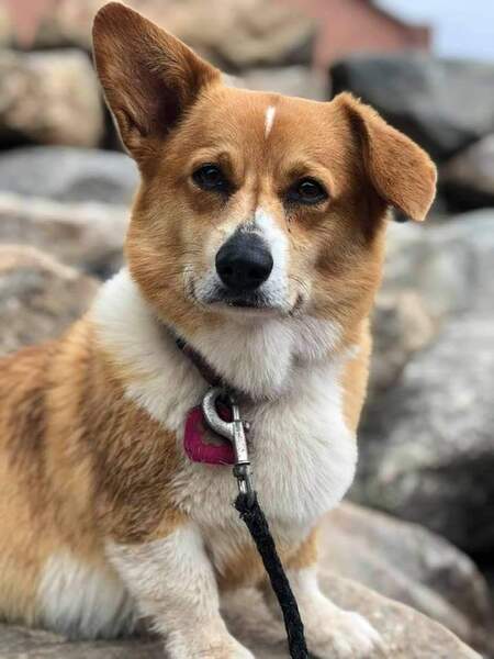 Rosie