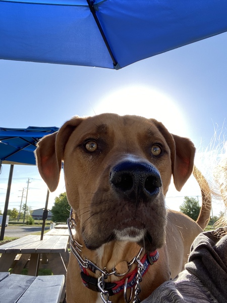 Finn