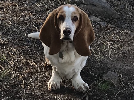 Lucille