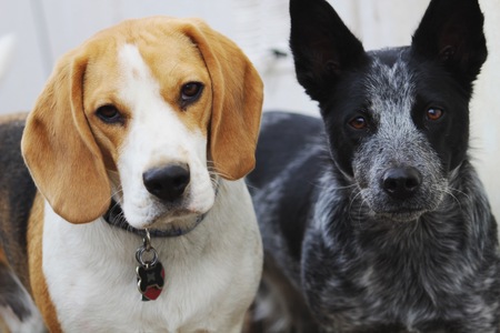 Ace and Paisley