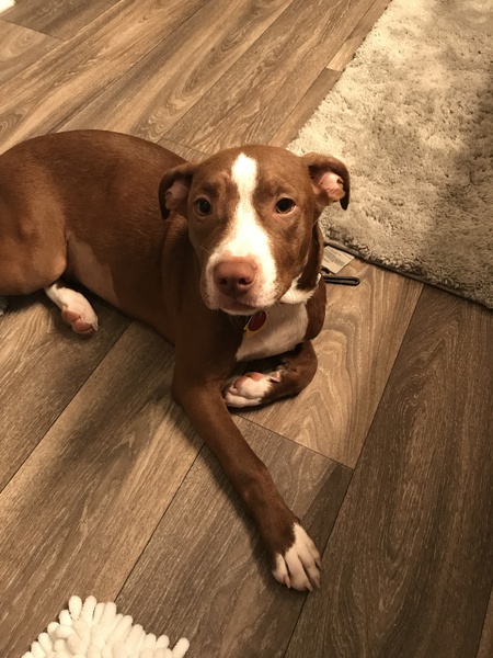 Piper
