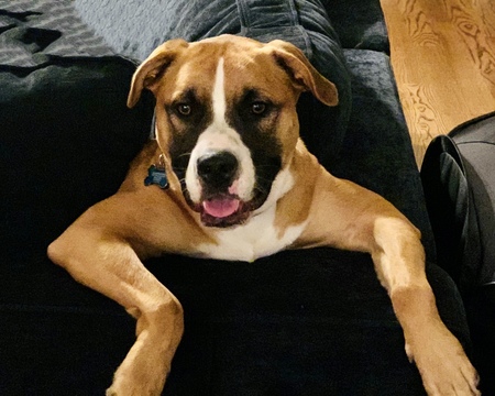 Bruno