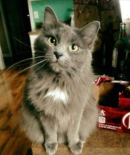 Kimber