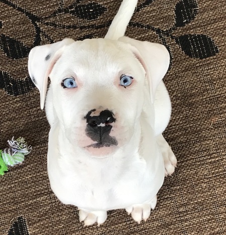 Jax