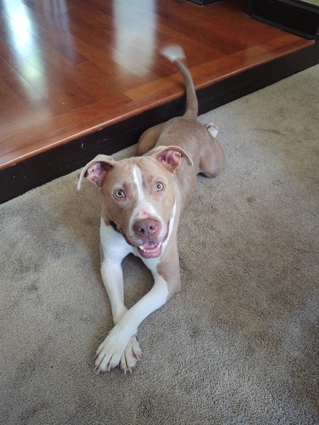 Cinnamon 