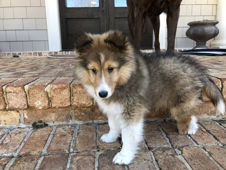 Stella