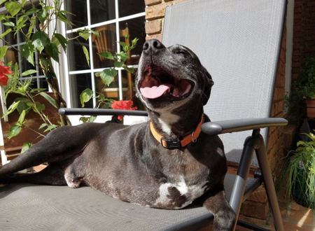 Rosco P. Coltrane