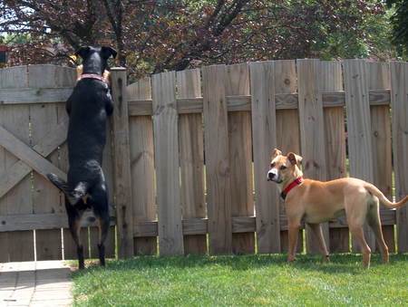 Mayo and Lola   "She's Watching!!" 