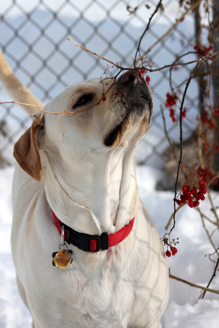 Bailey (formerly Marley)