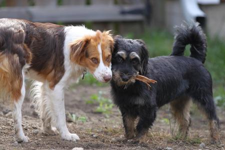 Fresca (left) Sable (right)