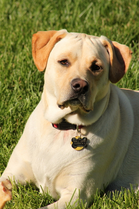 Bailey (formerly Marley)
