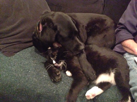 Nellie (dog) ziggy (cat)