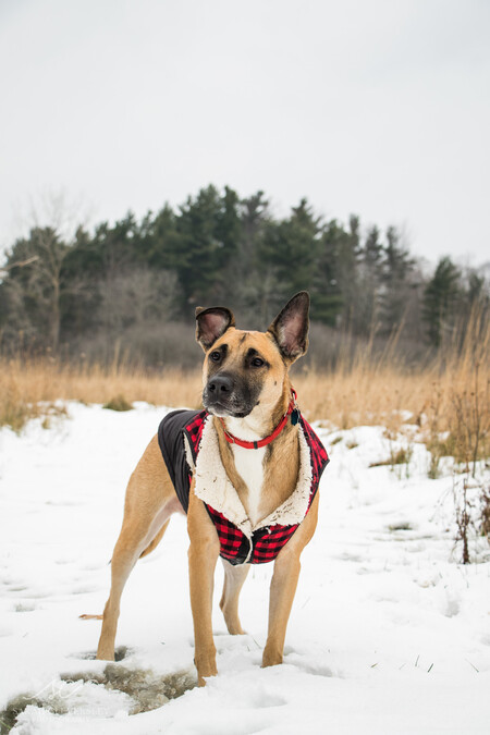 Sarge