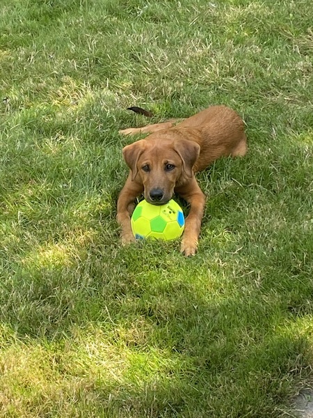 Rosco