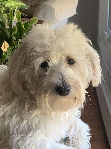 Sophie 