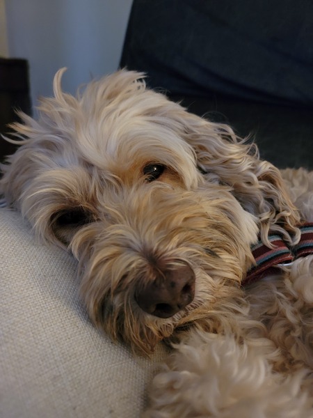 TEDDY