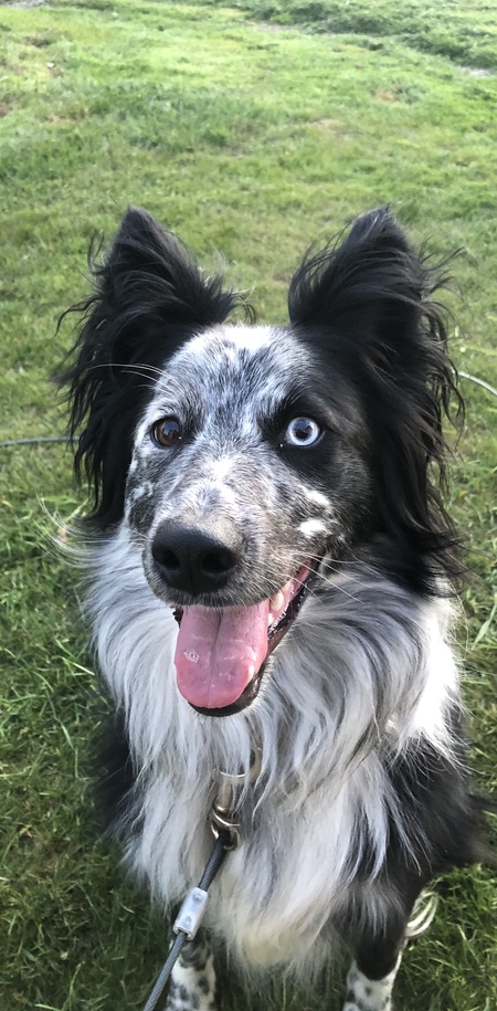 Remi