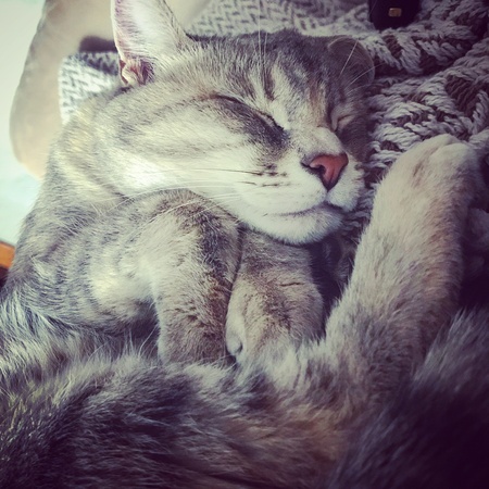 Violet 