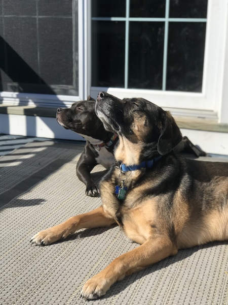 Shmu & Rocky