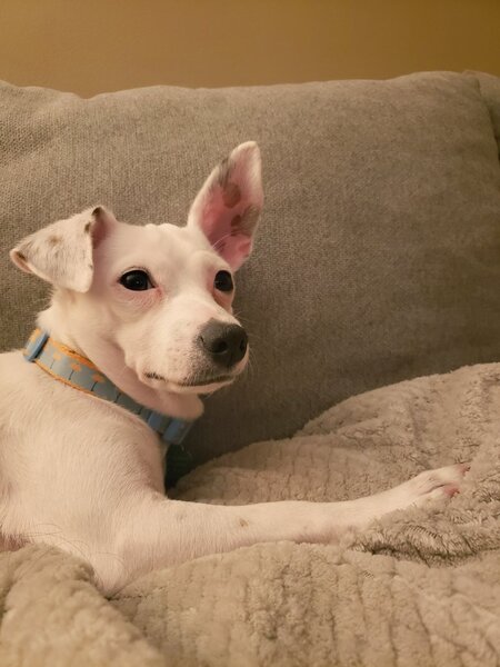 Bella